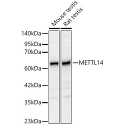 METTL14 Rabbit pAb