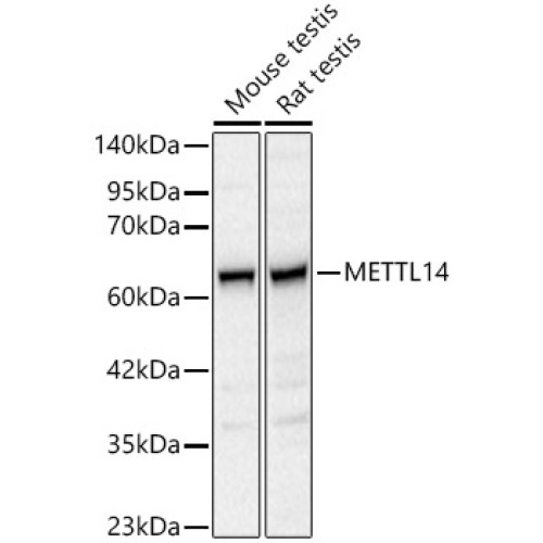 METTL14 Rabbit pAb