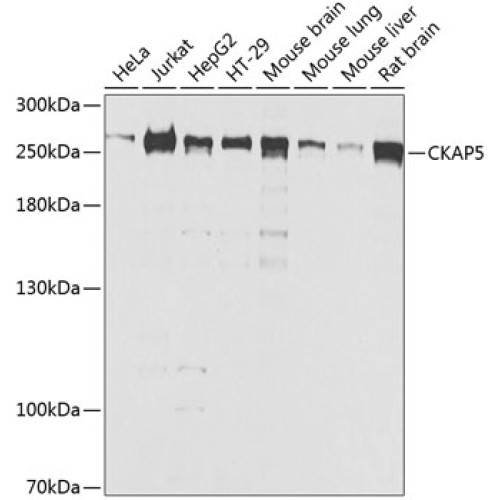 CKAP5 Rabbit pAb