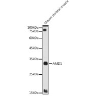 AMD1 Rabbit pAb