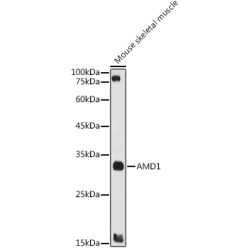 AMD1 Rabbit pAb