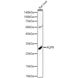 AQP8 Rabbit pAb