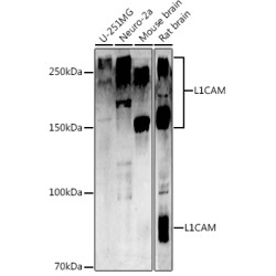 CD171/L1CAM Rabbit pAb