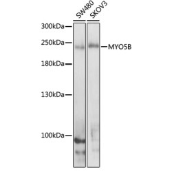 MYO5B Rabbit pAb