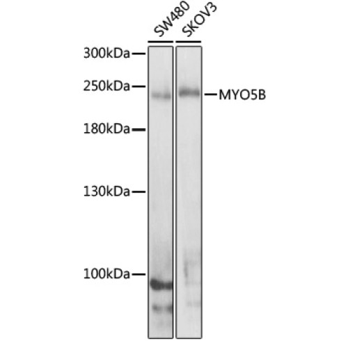MYO5B Rabbit pAb