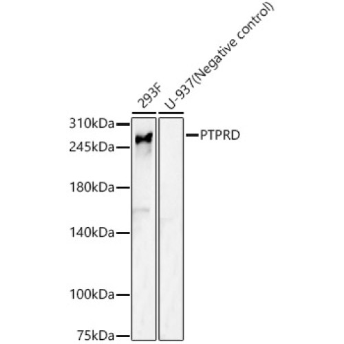 PTPRD Rabbit pAb