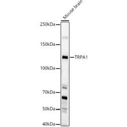 TRPA1 Rabbit pAb