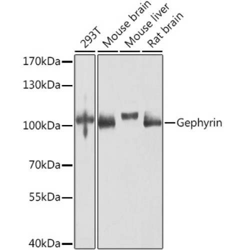 Gephyrin Rabbit pAb
