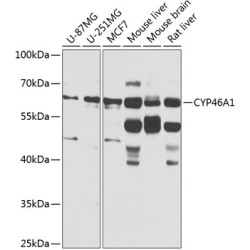 CYP46A1 Rabbit pAb