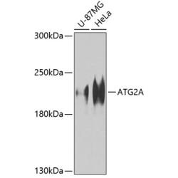 ATG2A Rabbit pAb
