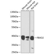 FBXO2 Rabbit pAb