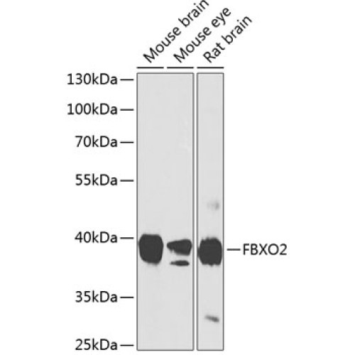 FBXO2 Rabbit pAb