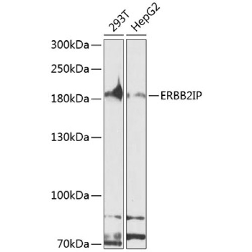 ERBB2IP Rabbit pAb