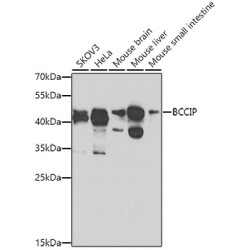 BCCIP Rabbit pAb