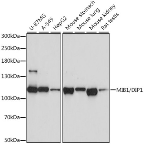 MIB1/DIP1 Rabbit pAb