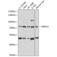 CIRH1A Rabbit pAb