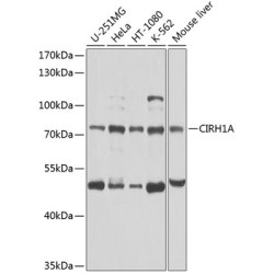 CIRH1A Rabbit pAb