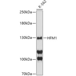 HFM1 Rabbit pAb