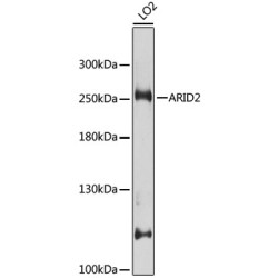 ARID2 Rabbit pAb