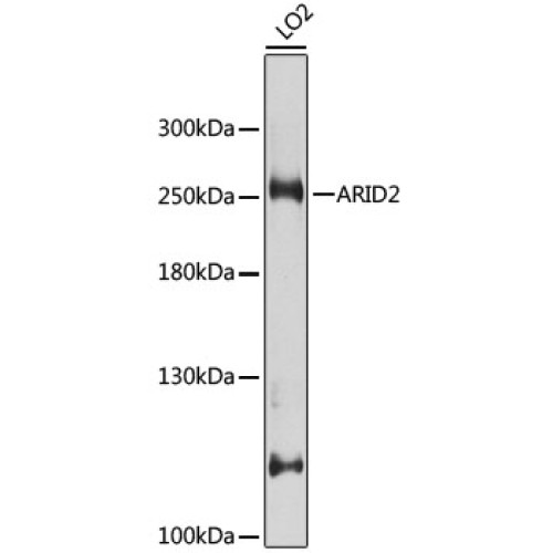 ARID2 Rabbit pAb