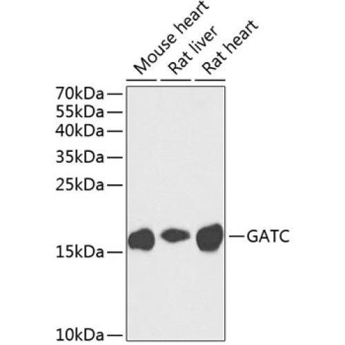 GATC Rabbit pAb