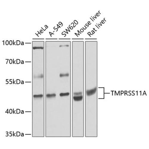 TMPRSS11A Rabbit pAb