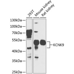KCNK9 Rabbit pAb