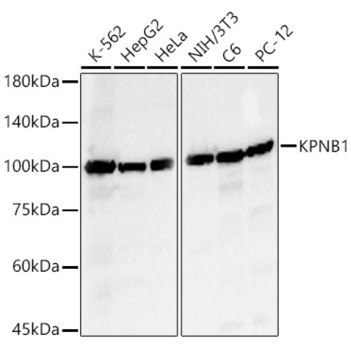 KPNB1 Rabbit pAb
