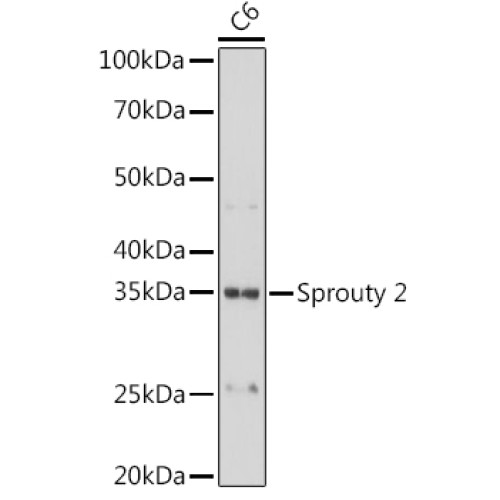 Sprouty 2 Rabbit mAb