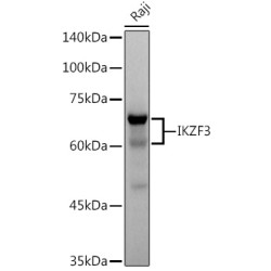 IKZF3 Rabbit mAb