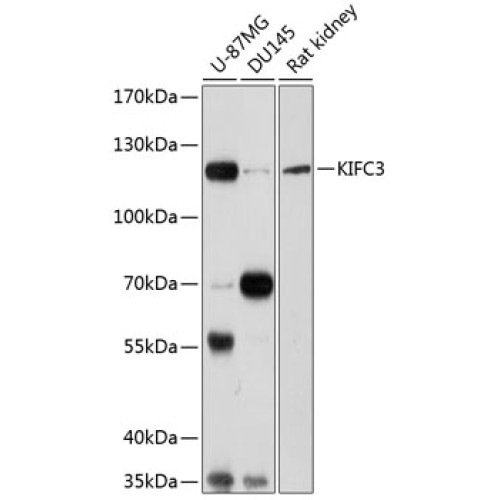 KIFC3 Rabbit pAb