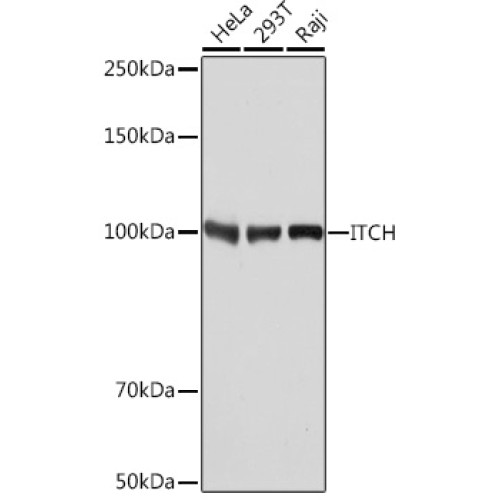 [KO Validated] ITCH Rabbit mAb