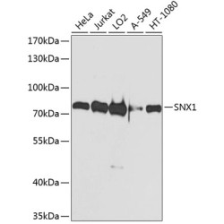 SNX1 Rabbit pAb