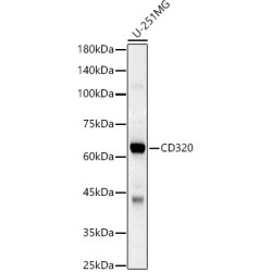 CD320 Rabbit pAb