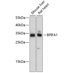 BPIFA1 Rabbit pAb