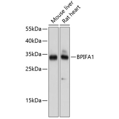 BPIFA1 Rabbit pAb