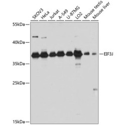 EIF3J Rabbit pAb