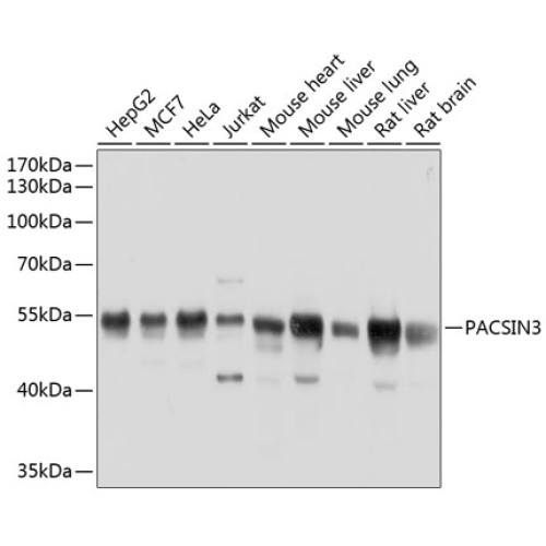 PACSIN3 Rabbit pAb