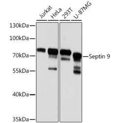 Septin 9 Rabbit pAb