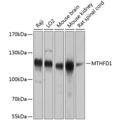 MTHFD1 Rabbit pAb