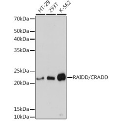 RAIDD/CRADD Rabbit mAb