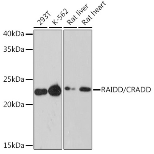 RAIDD/CRADD Rabbit mAb
