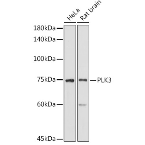 PLK3 Rabbit pAb