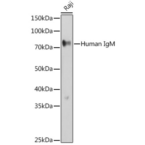 Human IgM Rabbit pAb