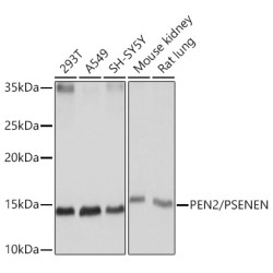 PEN2/PSENEN Rabbit mAb