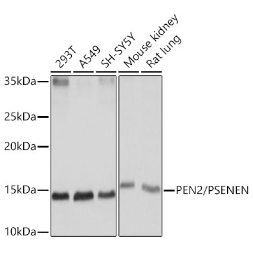 PEN2/PSENEN Rabbit mAb