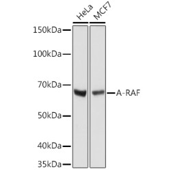 A-RAF Rabbit mAb