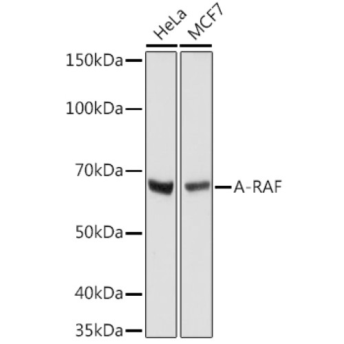A-RAF Rabbit mAb