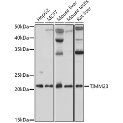 TIMM23 Rabbit pAb