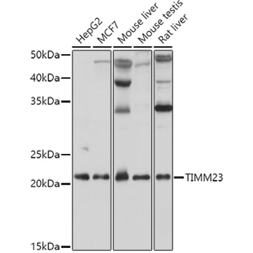 TIMM23 Rabbit pAb